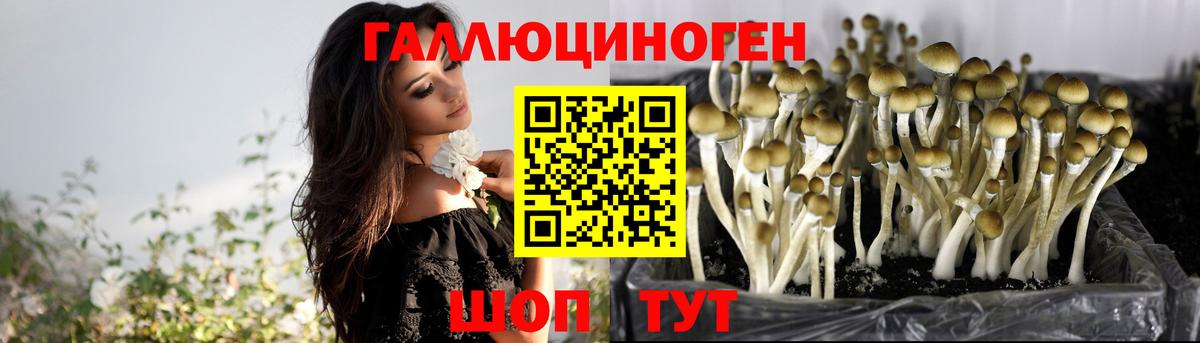 Каменск-Шахтинский  Галлюциногенные грибы Psilocybe  Вход с VPN 